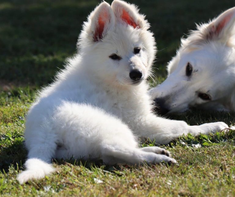 Weisser Schweizer Schäferhund Welpe Star of Infinity 