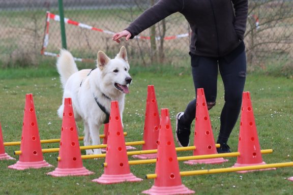 Weiße Schweizer Schäferhunde beim Spielen und Lernen im Parcours