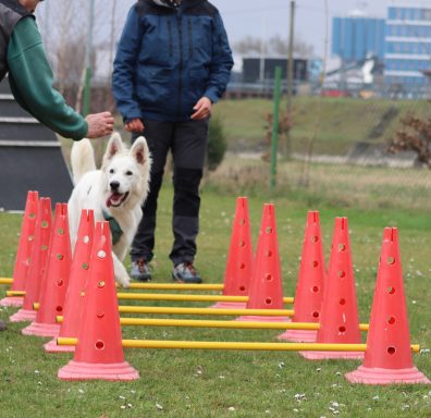 Junghund Weißer Schweizer Schäferhund beim Erkunden des Parcours