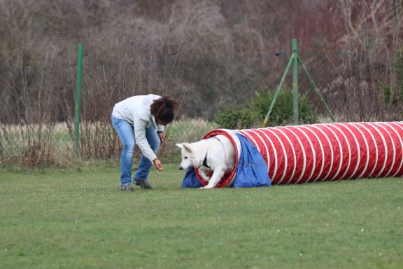 Junghund Weißer Schweizer Schäferhund im Parcours Training