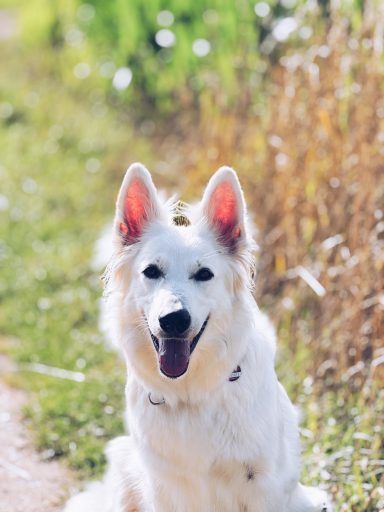 Weiße Schweizer Schäferhündin Sia vor einem Maisfeld in der Natur