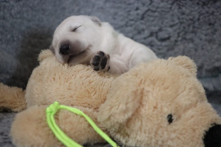 Weiße Schweizer Schäferhund Welpen Aufzucht - Star of Infinity 