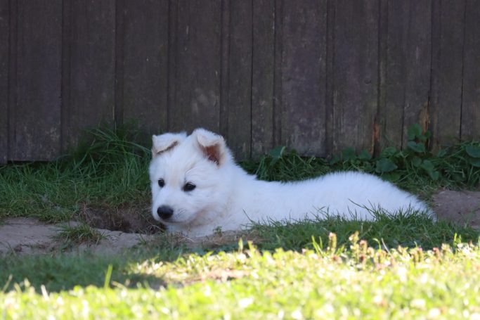 Weißer Schweizer Schäferhund Welpe aus unserer Zucht beim Spielen im Garten in Bayern