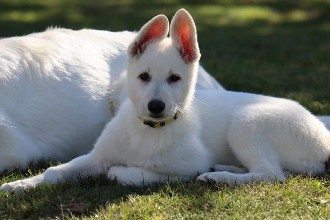 Stockhaar Weißer Schweizer Schäferhund Welpe aus unserer VDH-Zucht im Grünen