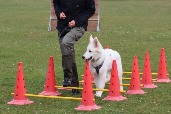 Weißer Schweizer Schäferhund beim Nachzuchttreffen im Fun Parcours