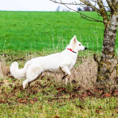 Weiße Schweizer Schäferhündin Sia mit schöner Körperhaltung auf einem Feld