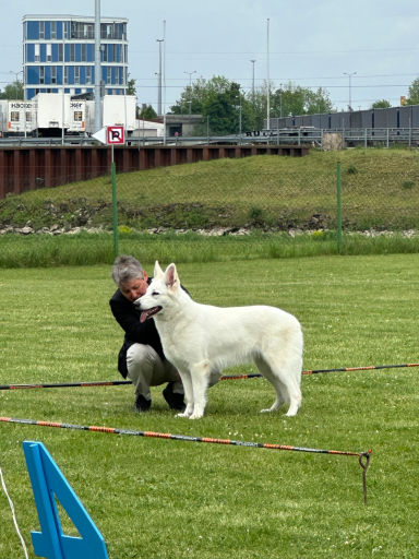 Amazing Alba – Berger Blanc Suisse Hündin im Ausstellungsring