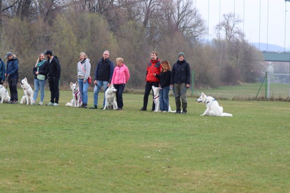Welpentreffen Weißer Schweizer Schäferhund Deutschland Österreich Schweiz Frankreich