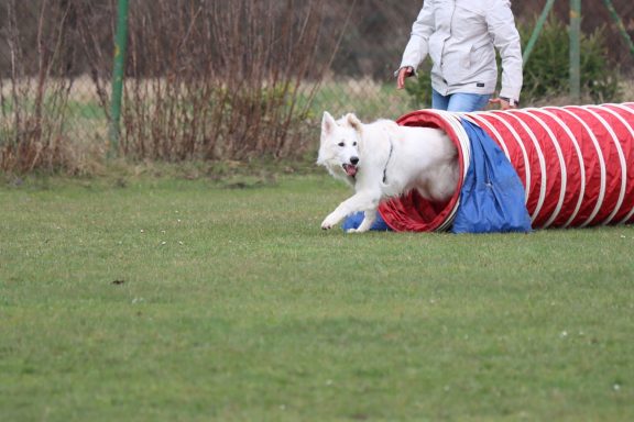 Fun Parcours Weißer Schäferhund Training und Beschäftigung