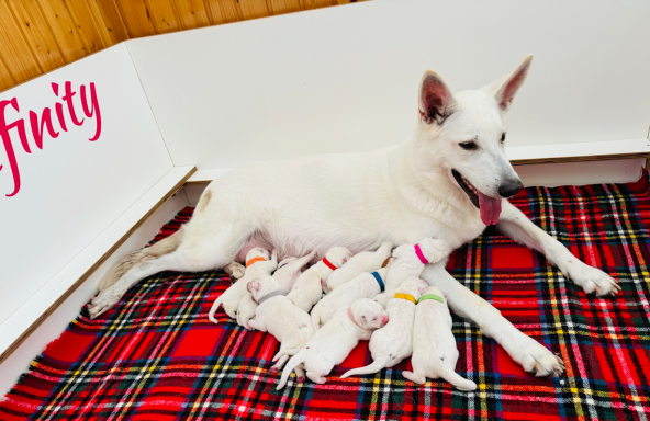 Legend of White Quiet Sky mit ihren Weißen Schweizer Schäferhunde Welpen