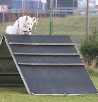 Weißer Schweizer Schäferhund beim Überqueren einer Hürde