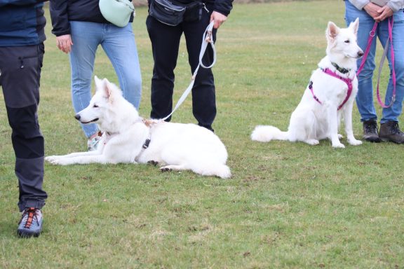 Weißer Schäferhund Familienhund beim gemeinsamen Training