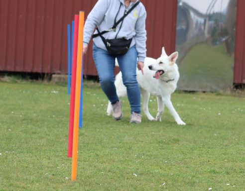 Nachzuchttreffen Weißer Schweizer Schäferhund Deutschland Österreich Schweiz