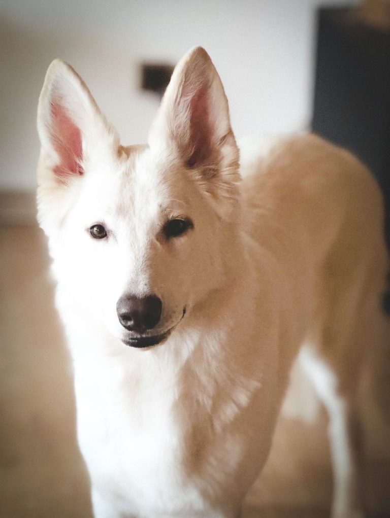 Wurfplanung Weiße Schweizer Schäferhunde Welpen – Sia × Evan
