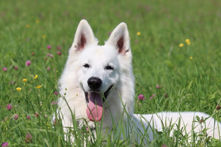 Geplante Verpaarung Weißer Schweizer Schäferhund – Legend of White Sia × Evyn Enook of Beautiful White