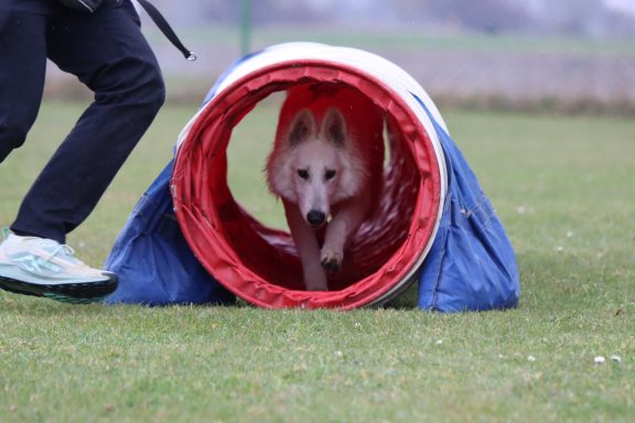 Weißer Schweizer Schäferhund beim Tunneltraining im Hundesport