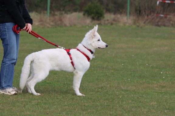 Welpentreffen Weißer Schweizer Schäferhund mit Familien