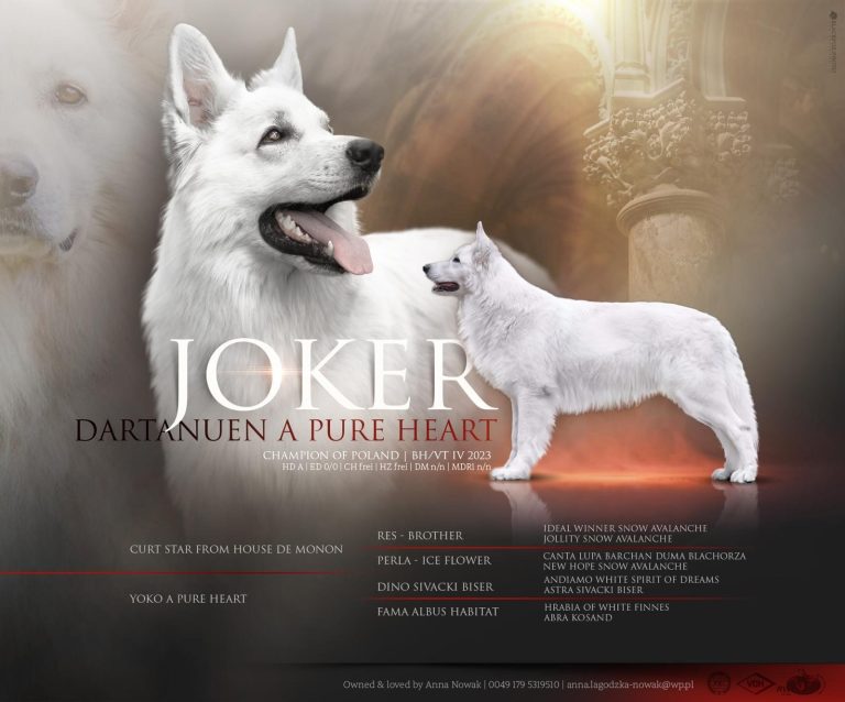 Geplante Verpaarung Weißer Schweizer Schäferhund – Legend of White Sia × Evyn Enook of Beautiful White