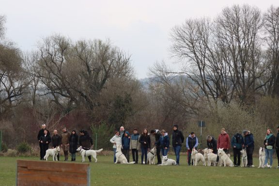 Nachzuchttreffen Weißer Schäferhund internationale Zucht