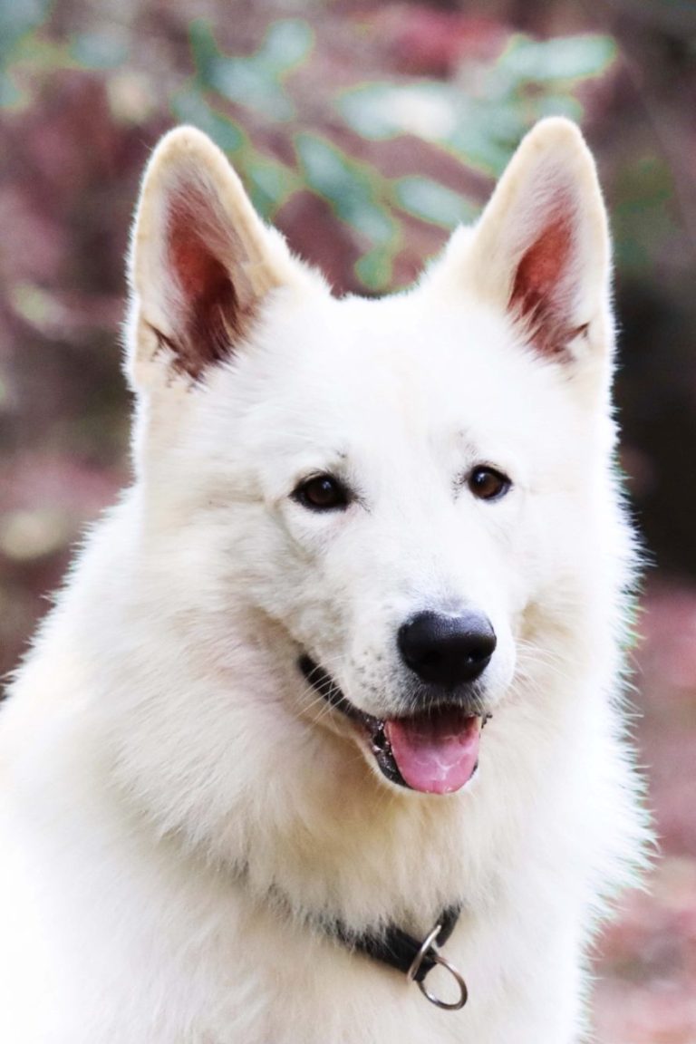 Geplante Verpaarung Weißer Schweizer Schäferhund – Legend of White Sia × Evyn Enook of Beautiful White