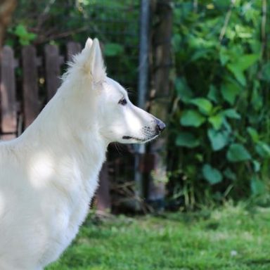 Berger Blanc Suisse Hündin Sia mit schönem Seitenprofil hinter einem Baum