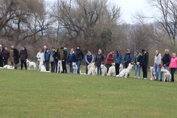 Nachzuchttreffen Weißer Schweizer Schäferhund Deutschland Österreich Schweiz Frankreich