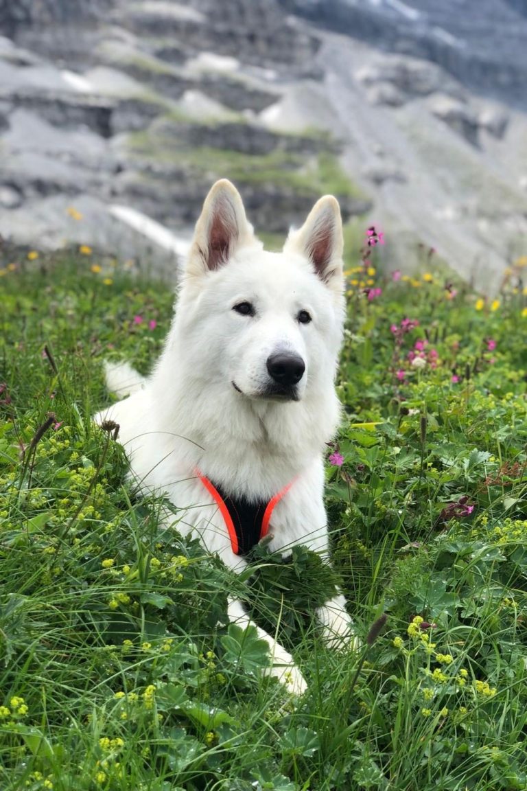 Geplante Verpaarung Weißer Schweizer Schäferhund – Legend of White Sia × Evyn Enook of Beautiful White