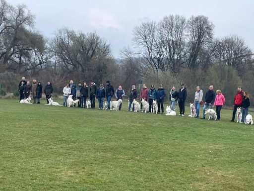 Weißer Schweizer Schäferhund beim Nachzuchttreffen im Fun Parcours